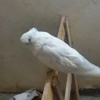 کبوتر‌نوک‌قنار
