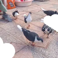 خوش رنگ|پرنده|املش, |دیوار