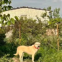 ماده پژدر اصیل