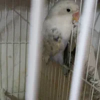 کوتوله بریزیلی سفید