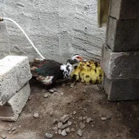 اردک روسی با جوجه