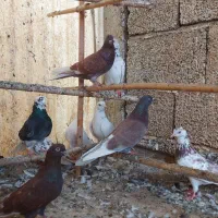 حیون‌یکجا|پرنده|لنگرود, |دیوار