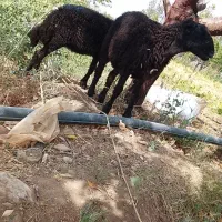 گم شده