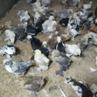 جوجه برهما امپراطور|حیوانات مزرعه|مشگین شهر, |دیوار