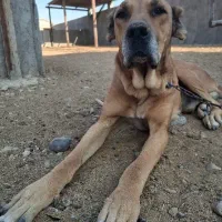 سگ نر سرابی درشت گله ای