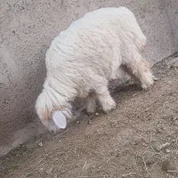 بره چاق