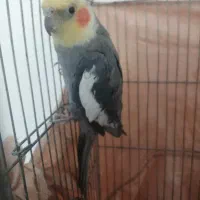 عروس هلندی