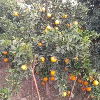 پرتقال تامسون و خونی ۱۰ تن درجه ۱|خوردنی و آشامیدنی|ساری, |دیوار