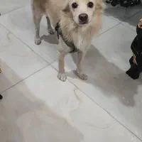 سگ اشپیتز|سگ|کهریزک, |دیوار