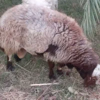 قوچ|حیوانات مزرعه|ریگان, |دیوار