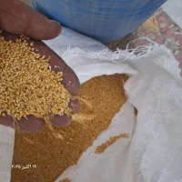 فروش بذر تره وارزن|خدمات باغبانی و درختکاری|مبارکه, |دیوار