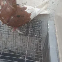 کبوتر|پرنده|مسجد سلیمان, |دیوار