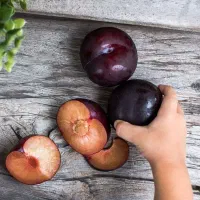 پیشفروش نهال شناسه دار آلو پاییزه|خدمات باغبانی و درختکاری|طبس, |دیوار