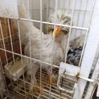 دومرغ و یک خروس پا پر لهستانی