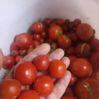 گندم ابی|خوردنی و آشامیدنی|قم, زنبیل آباد|دیوار