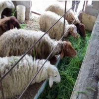 کار در دامداری گوسفندی