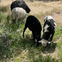 بره نر و ماده نژاد رومن فرانسه