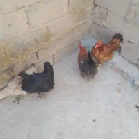 مرغ