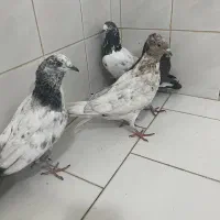 گرفتنی|پرنده|کاشان, لتحر|دیوار
