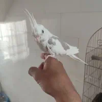 عروس هلندی دستی|پرنده|ساوه, |دیوار