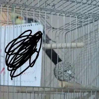 عروس هلندی  گمشده