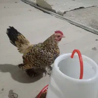 فروش و ثبت سفارش (پیش فروش ) تخم نطفه دار|حیوانات مزرعه|مشهد, ترمینال|دیوار