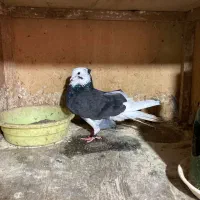 کفتر های پرشی و جوجه کشی|پرنده|رشت, آتشگاه|دیوار