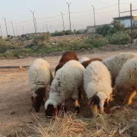 اهواز