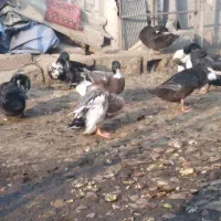 اردک کله سبز محلی|حیوانات مزرعه|قائم‌شهر, |دیوار