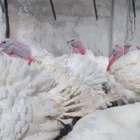 ازتولید به مصرف گوشت ارگانیک بوقلمون|حیوانات مزرعه|بیرجند, |دیوار