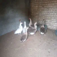 قو غاز آفریقایی اصل مولد