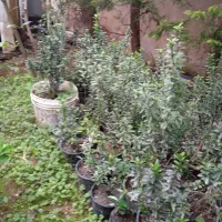 فروش شمشاد قیمت مناسب|گل و گیاه طبیعی|نوشهر, |دیوار