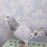 کفتر|پرنده|مبارکه, |دیوار