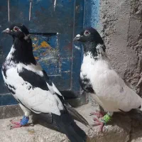 کبوتر