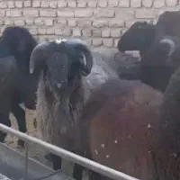 بره نر پروار آماده کشتار