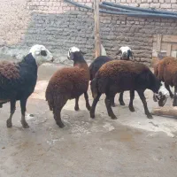 بره|حیوانات مزرعه|الیگودرز, |دیوار