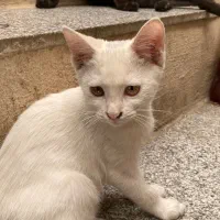 بچه گربه