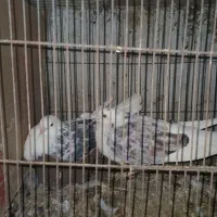 کبوتر پرشی جفت ۵۰۰ تومان ،معاوضه با مرغ عشق|پرنده|آمل, |دیوار