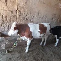 فروشی یه عدد گاو ماده سیمیتال