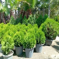 گلخانه در محل و خدمات باغبانی  باغچه وگل دون