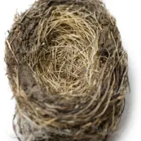 تعداد جوجه قناری