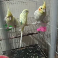 جفت عروس هلندی ومرغ عشق نر