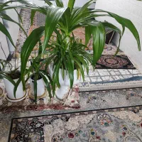 گل های اشک ملکه از کوچک ب بزرگ