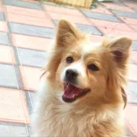 سگ پامربازیگوش