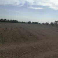 اجاره نیم هکتار زمین کشاورزی قطره ای در ملک آباد