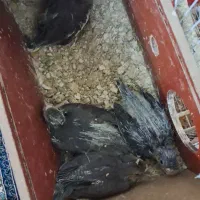 جوجه طوطی عروس