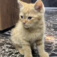 گربه اسکاتیش|گربه|قدس, شهر‌قدس|دیوار