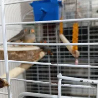 فنچ|پرنده|تهران, بریانک|دیوار