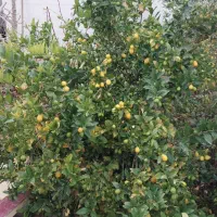 فروش درخت لیمو کامکوات