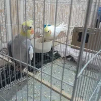 عروس پاریس پرنده